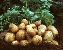 Підприємства «Агропродсервісу» почали копати картоплю